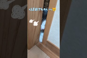 怒り方が可愛すぎた笑 #shorts #cat #ノルウェージャンフォレストキャット #マンチカン #ねこ #猫 #多頭飼い