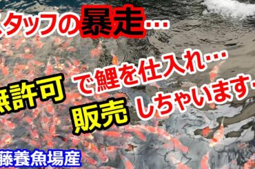【金太郎錦鯉】　緊急事態発生🔸　まさかの展開に社長が崩れ落ちる・・・