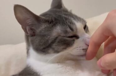 きれいきれいアッシュくん