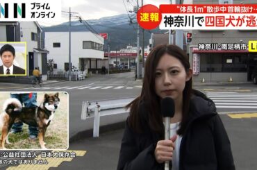 神奈川・南足柄市で四国犬が逃走　体長1メートルで黒い体毛　散歩中に首輪抜ける　市の管理課職員が捜索続ける