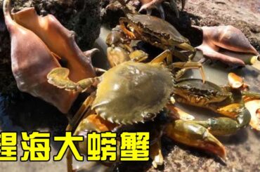【猛貨合集】小漁全家半夜趕海抓螃蟹，抓到巨大青蟹，一隻就有三斤多！【漁小仙】