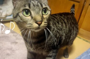 歌うと上手に合いの手を入れてくれる猫 Cat singing together