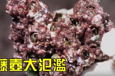 【猛貨合集】海邊長滿密密麻麻的藤壺，小漁全家半夜出動大豐收，一籮筐都裝不完！【漁小仙】