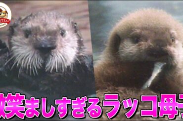 【貴重映像】日本初出産…ラッコの赤ちゃん！一生懸命ラッコの掟を教えるお母さんと 親の心子知らずの子どもの姿が可愛すぎる！【どうぶつ奇想天外／WAKUWAKU】
