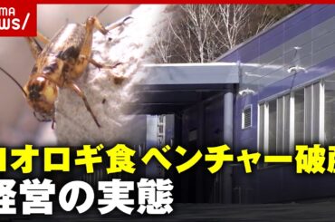 【コオロギ食】ベンチャー企業が破産…経営の実態とは 昆虫食に未来はある？「“SDGs”綺麗事だけでビジネスはできない」｜ABEMA的ニュースショー