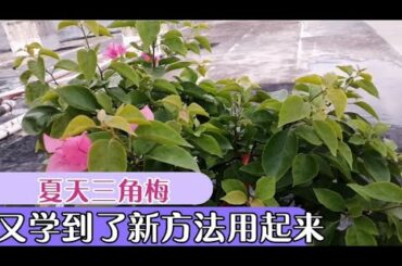 夏天三角梅养护学到了新方法用起来，枝叶茂盛好多盲芽重剪成光杆