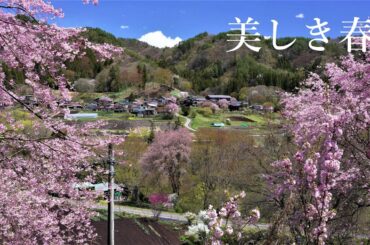 美しき春の村 満開の桜 花咲くのどかな風景 赤岩集落 beautiful spring village Gunma