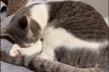 横取りアッシュくん