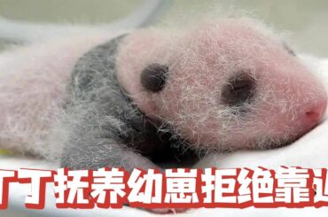 丁丁的崽崽出生20多天，竟然不让奶爸靠近小崽崽，这母爱实在是太强烈了【追娱秀场】