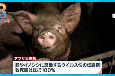 「アフリカ豚熱」感染拡大で日本の食卓に影響も 韓国で急拡大…豚致死率100％【めざまし８ニュース】