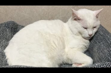 Wi-Fi🛜開通記念【生飛妃groove】