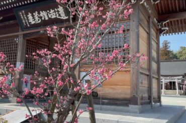 梅　　　兵庫県三田天満神社