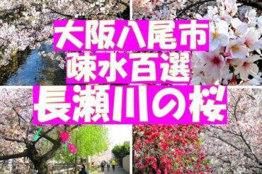 疎水百選・長瀬川の桜【桜の季節の八尾散歩②】長瀬川は大和川の付け替えと共に作られた農業用水路で玉串川とともに八尾の桜の名所です。「世界かんがい施設遺産」として登録されています。