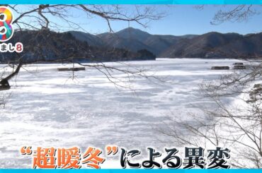 【異常】超暖冬で日本の冬景色が一変！？ 雪は降らず水は凍らず…風物詩の中止相次ぐ【めざまし８ニュース】