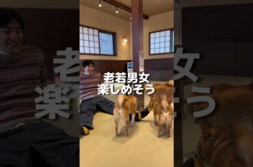 癒されすぎ注意な豆柴カフェがやばい #大分