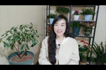 金边瑞香花后按这四个步骤养，芽点萌发快，株型更饱满