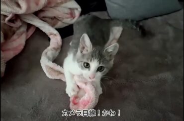 子猫アッシュくん詰め合わせ