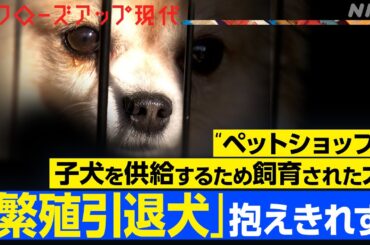 【ペット業界】「繁殖引退犬」を抱えきれないブリーダーが急増 山林に捨てられたケースも？【クロ現】| NHK