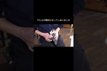 アヒルが奇形になってしまいました #shorts