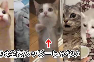 【パート2】猫ミーム素材 元ネタ集 (cat meme original videos)