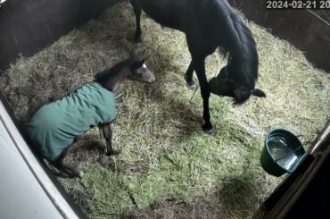 [2/21ジレーネ] ayu0902様、みゆぽん様、せいママ様、koza様ありがとうございます。