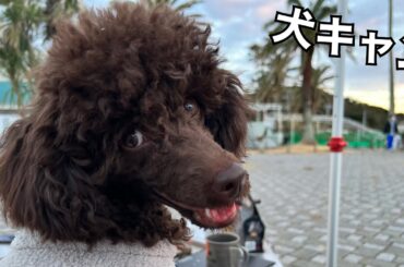 愛犬といくキャンプ w/宮田聡子ちゃん しずる