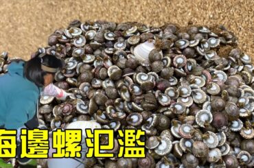 【猛貨合集】小漁全家凌晨出發趕海，紋頭螺大氾濫！還有螃蟹海鰻亂爬！【漁小仙】