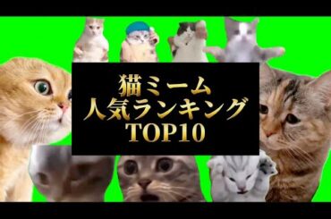 【猫ミーム】人気ランキングTOP10#猫マニ #meme
