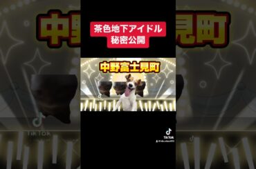 茶色地下アイドルの秘密公開 #cat #アイドル #猫ミーム