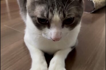 ごろんアッシュくん