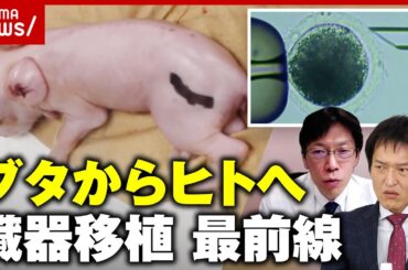 【ブタからヒトへ】「ドナー臓器として現実味を帯びてきた」そもそもなぜブタ？胎児間の腎臓移植の研究も…"異種移植"最前線｜ABEMA的ニュースショー