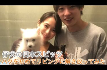 日本スピッツの仔犬を初めてリビングに解き放ってみた