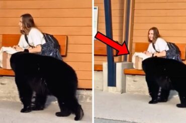 一人旅の少女と檻から逃げ出したクマ。次の瞬間、クマの行動が誰でも予測できなかった。