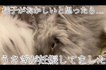 うちのうさぎが妊娠しました