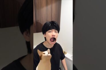 パンナコタミーム作ってみた #shorts