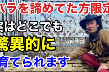 【30cmあればOK】少ない土でもバラを驚異的に育てるコツ教えます　　　　　　　　　　　【カーメン君】【園芸】【花ごごろ】【フルボ酸】