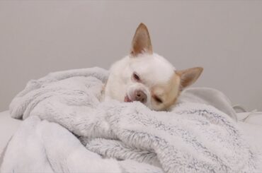 おもちゃの順番が回ってこないとき、チワワはこうなります