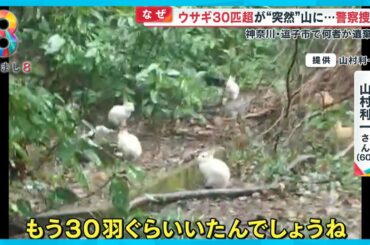 【なぜ】ウサギ30匹超が突然山に湧いて出た！？ 何者かが遺棄か 神奈川・逗子市【めざまし８ニュース】