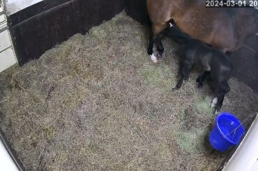 [3/1スカーレットテイル] みゆぽん様、いちくん様、ルー様、izumi様ありがとうございます。