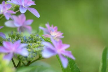 ふるさとの雨　　南 沙織