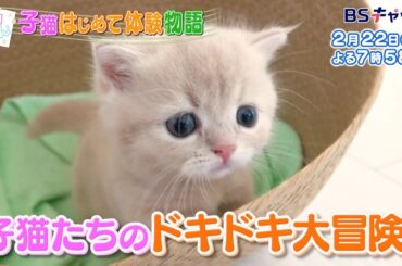 ネコにゃん～子猫はじめて体験物語2024～ | ＢＳテレ東