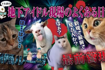 地下アイドル現場でよくある日常【猫ミーム】