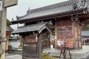 梅　　　兵庫県三田天満神社（一週間後）