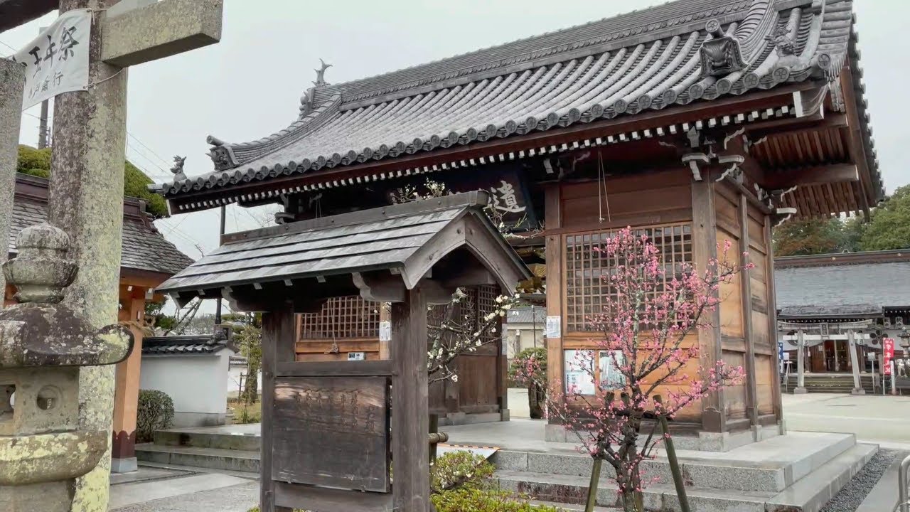 梅 兵庫県三田天満神社(一週間後) 梅 兵庫県三田天満神社(一週間後)