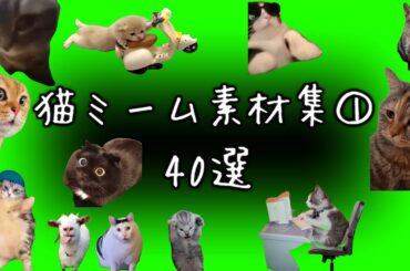 【猫ミーム 素材集① 40選】 (Cat meme green screen)