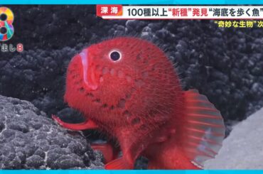 【カワイイ】まるでアニメキャラ！海底山脈の深海で水中ロボットが新種の生物を大発見！