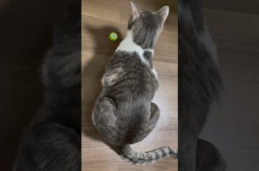 ペットボトルキャップで遊ぶアッシュくん