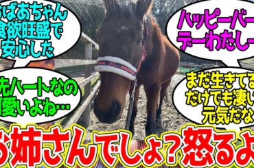 ハルウララ ← 28歳になりました！に対するみんなの反応！【競馬 の反応集】
