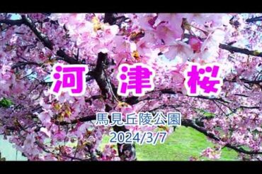 馬見丘陵公園河津桜2024年3月7日