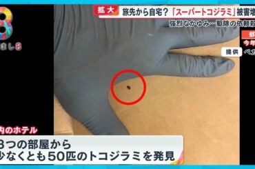 【拡大】旅先から自宅？スーパートコジラミ被害増加 強烈なかゆみで駆除の依頼殺到【めざまし８ニュース】